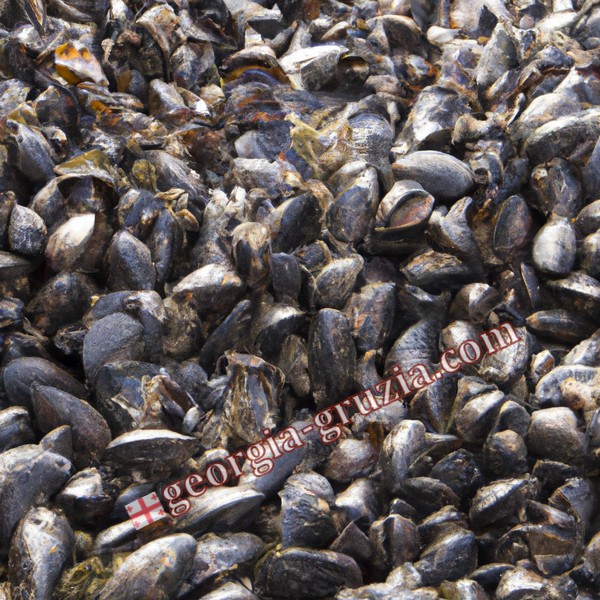 Pizunda musseland