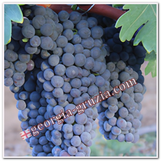 Mtsvane grape variety