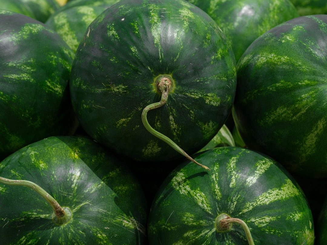 ripe watermelons on market stall Pile of fresh watermelons with green stripes